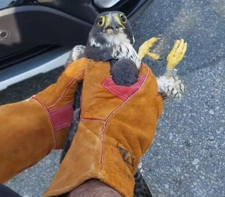 Bu hayvanları görenler şok oluyor G5