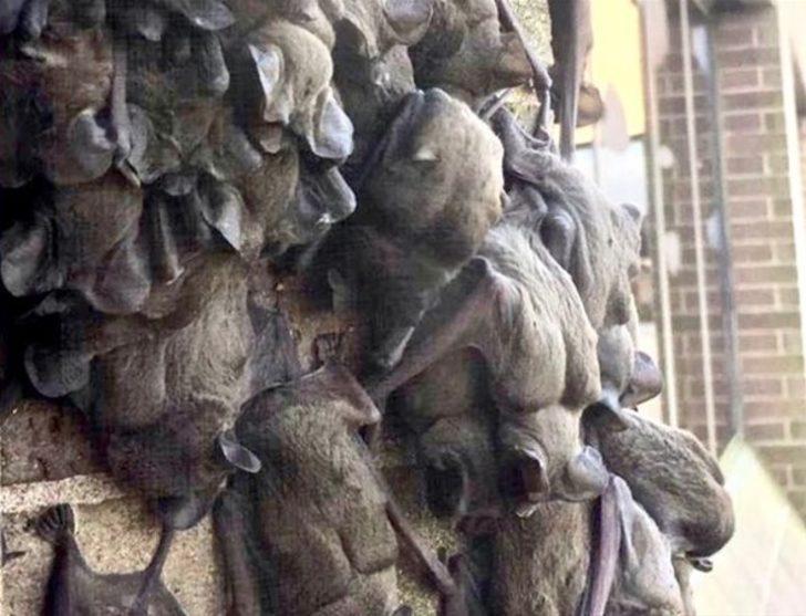 Bu hayvanları görenler şok oluyor G1