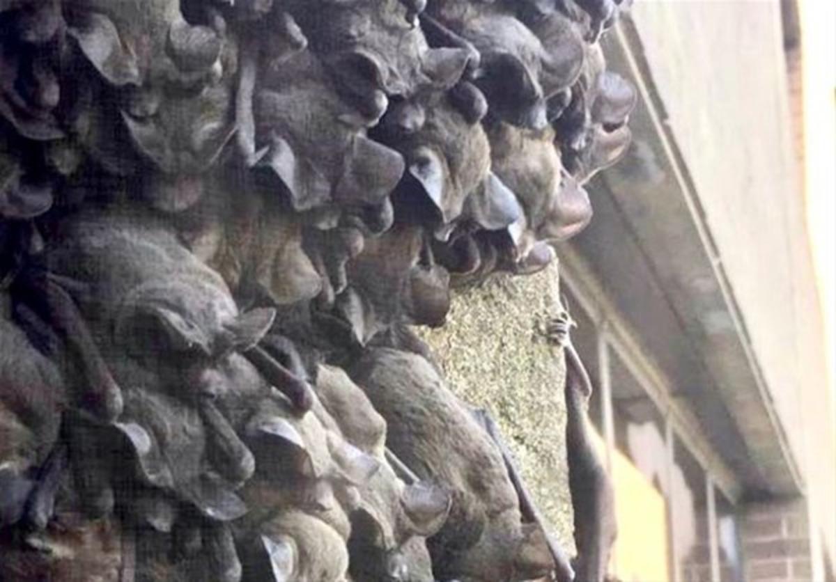 Bu hayvanları g&ouml;renler şok oluyor