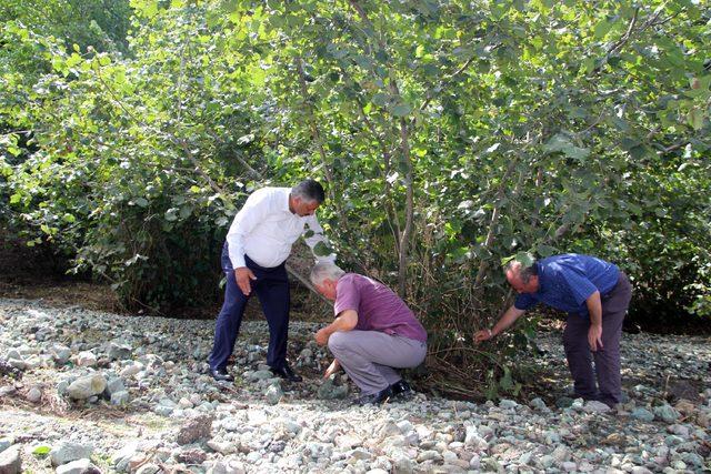 Ordu'da fındığın yüzde 30'u sele gitti