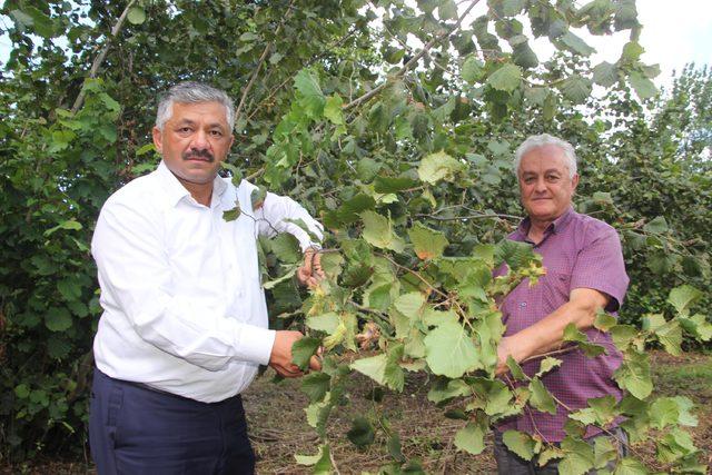 Ordu'da fındığın yüzde 30'u sele gitti