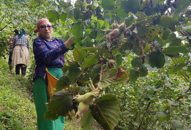 Ordu'da fındığın yüzde 30'u sele gitti