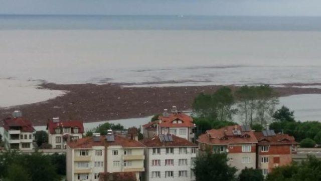 Ordu'da fındığın yüzde 30'u sele gitti