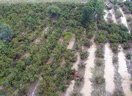 Ordu'da fındığın yüzde 30'u sele gitti