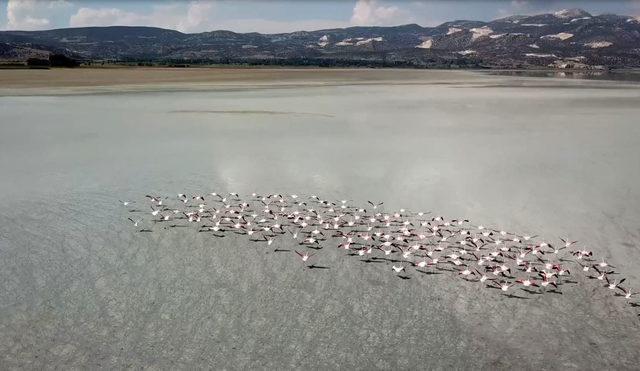 Yarışlı Gölü'nde 141 kuş türü tespit edildi