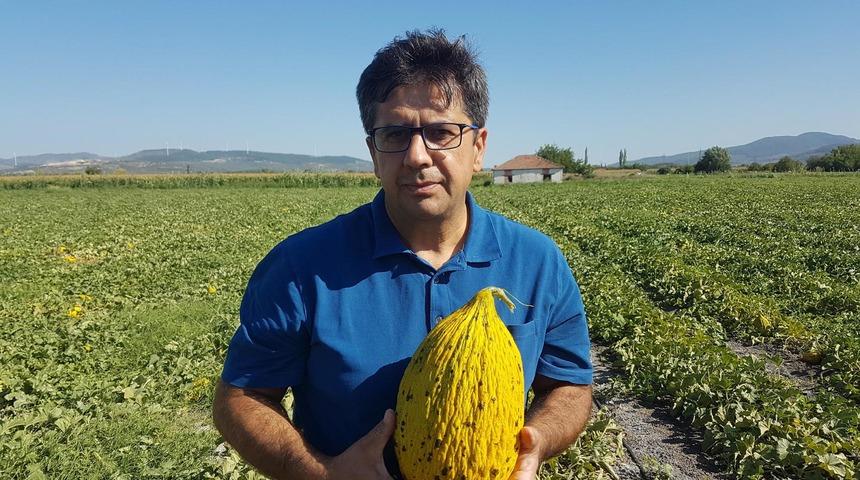 Kırkağa&ccedil;'ta tescilli kavunun hasadına başlandı