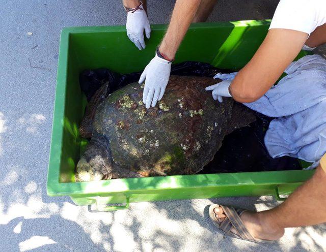 Caretta carettayı AKUT ekibi kurtardı