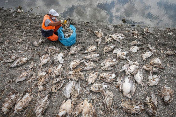Van'da açlık ve sıcaktan yüzlerce martı öldü  G1