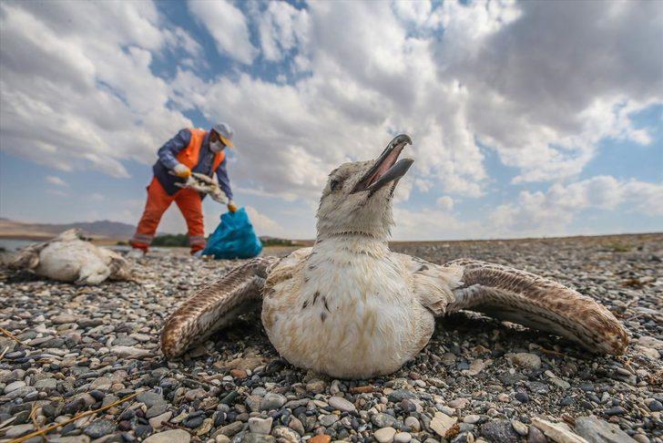Van'da açlık ve sıcaktan yüzlerce martı öldü  G3