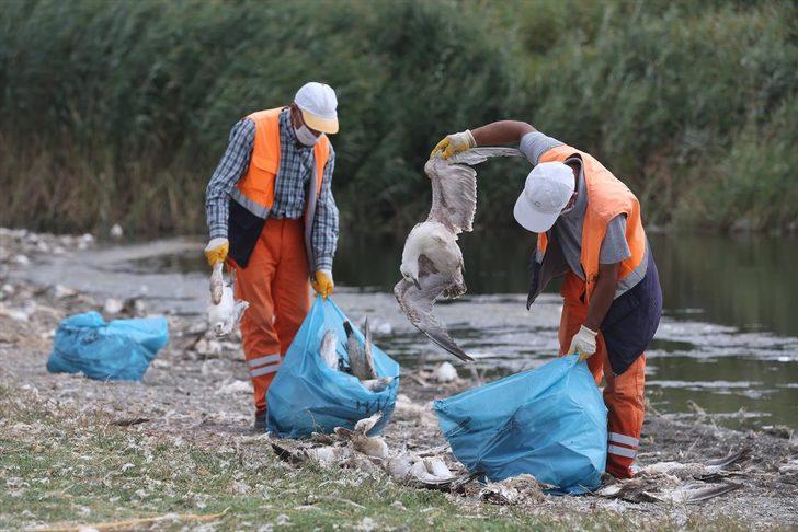Van'da açlık ve sıcaktan yüzlerce martı öldü  G4