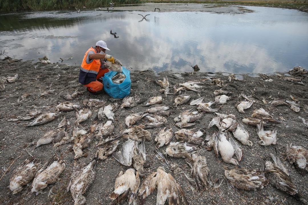 Van'da a&ccedil;lık ve sıcaktan y&uuml;zlerce martı &ouml;ld&uuml; 