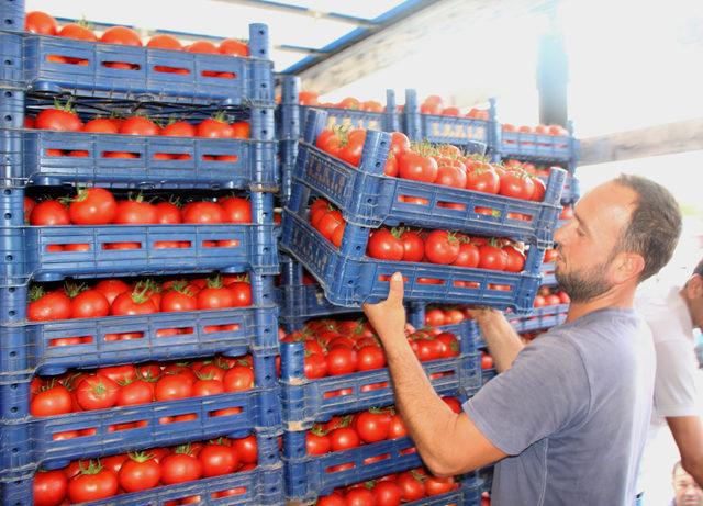 İnsuyu domatesi marka olma yolunda