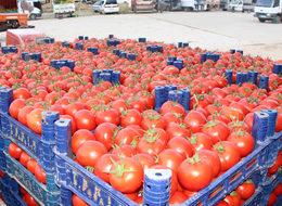 İnsuyu domatesi marka olma yolunda