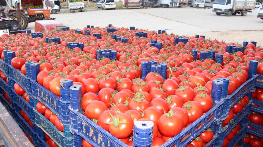 İnsuyu domatesi marka olma yolunda