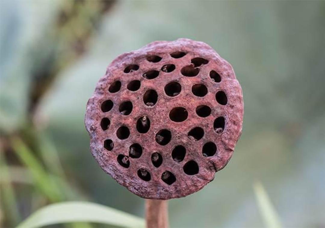 Bu şekli g&ouml;rd&uuml;ğ&uuml;n&uuml;zde rahatsız oluyor musunuz? Nedenine şaşıracaksınız! 