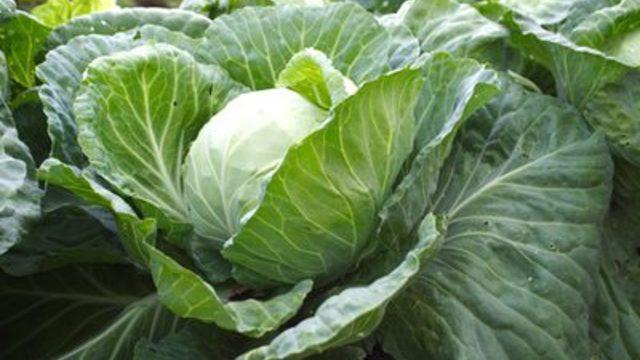 Bağırsak kanseri belirtileri nelerdir? Bağırsak kanseri yemesi gerekenler