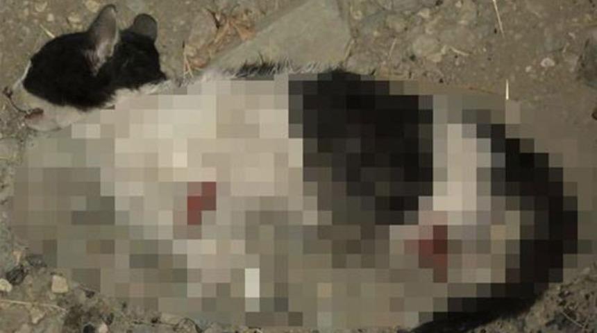 Kan donduran görüntü! Kedinin bacaklarını keserek öldürdüler