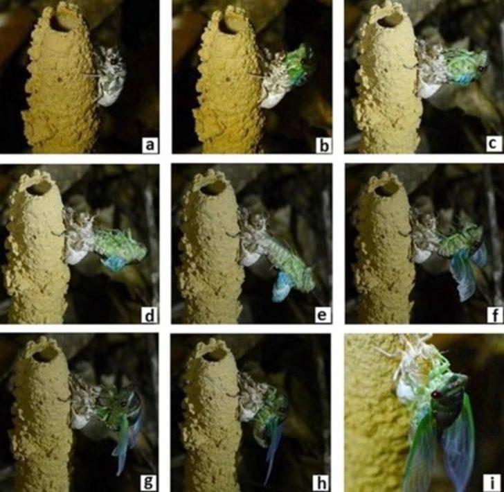 Bunun ne olduğunu biliyor musunuz?  G1