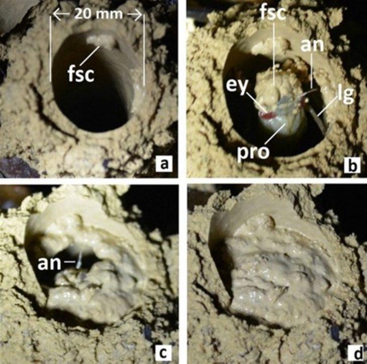 Bunun ne olduğunu biliyor musunuz?  G2