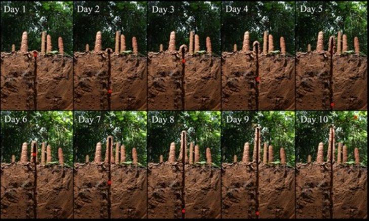 Bunun ne olduğunu biliyor musunuz?  G3