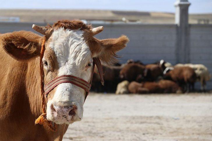 Kurban seçiminde nelere dikkat edilmeli?  G4