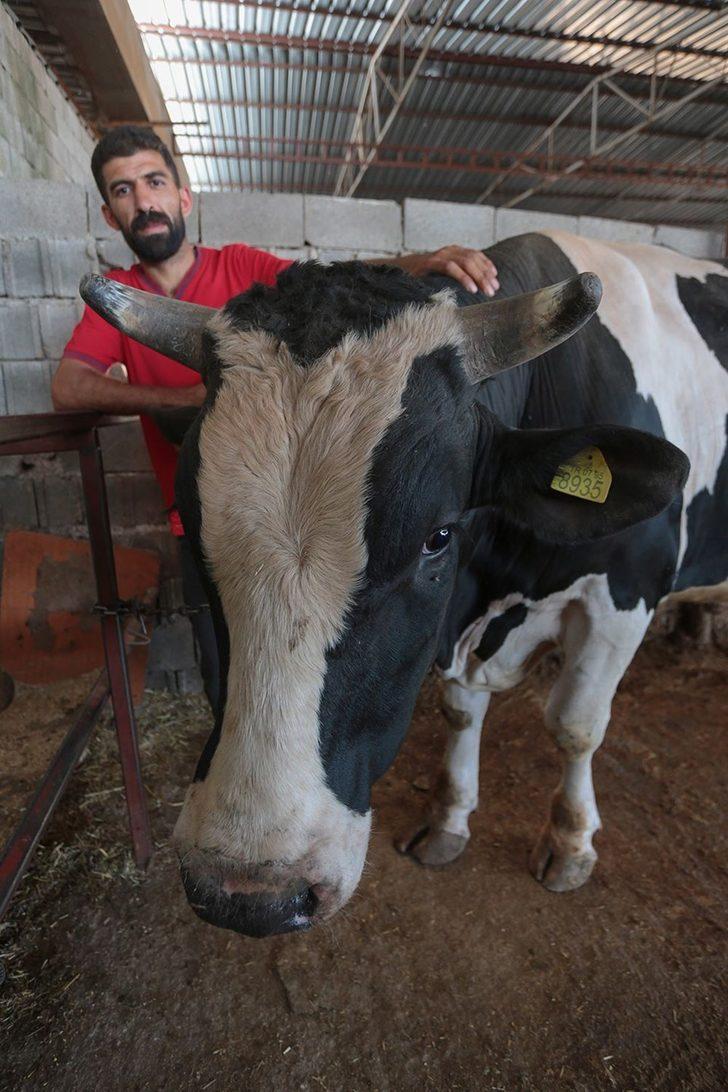 Kurban seçiminde nelere dikkat edilmeli?  G5