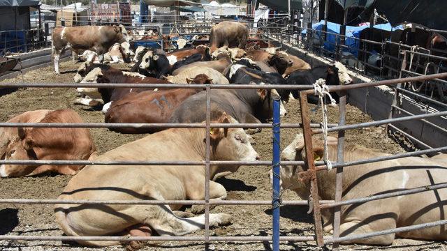 Doğru kurbanlık nasıl seçilir? Hasta kurbanlığa tazminat ödenir mi?