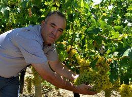 Manisa'nın kuru üzümü Çin'e ihraç edilecek