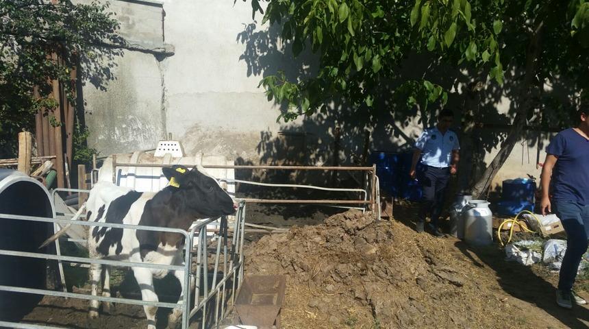 Balıkesir'de iğrenç manzara! Kurbanlık hayvanları ağır çeksin diye dışkı çukuruna soktu!