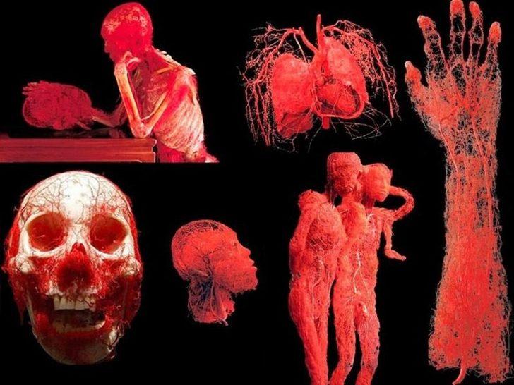 İnsan bedeninin bilinmeyen gerçekleri G5