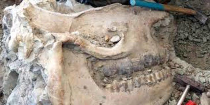 Çankırı'dan 140 hayvan fosili çıktı! Öyle bir tanesi var ki... G5