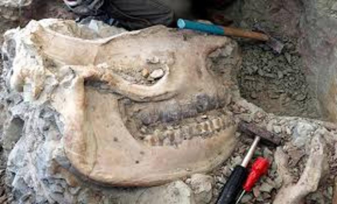 &Ccedil;ankırı'dan 140 hayvan fosili &ccedil;ıktı! &Ouml;yle bir tanesi var ki...