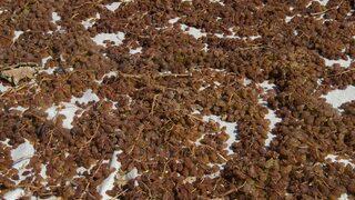 TMO, Manisa'da kuru üzüm alımına başladı