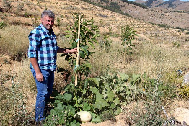 Hibe alamayınca kızdı; ceviz bahçesine kabak ekti