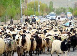 50 bin küçükbaşın dağıtımına Kurban Bayramı sonrası başlanıyor