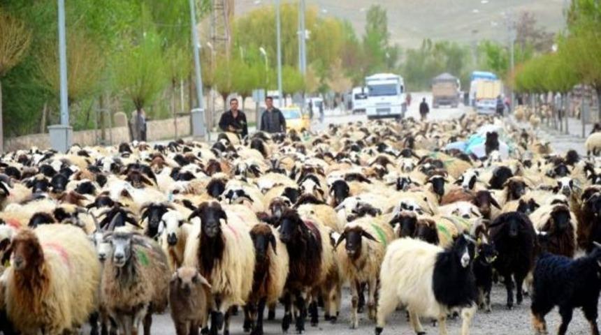 50 bin küçükbaşın dağıtımına Kurban Bayramı sonrası başlanıyor