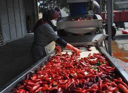 İnegöl’den Hollanda’ya bin 200 ton salça