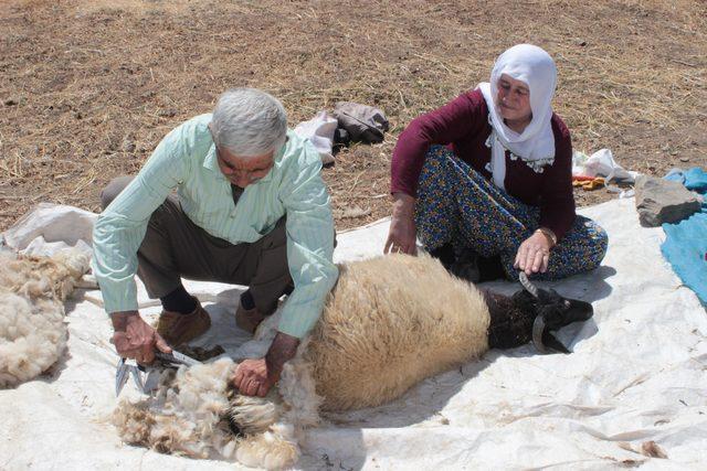 Hakkari'de 3 bin 500 rakımlı yaylada kuzu kırpma şenliği