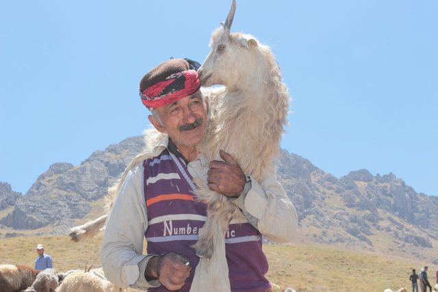 Hakkari'de 3 bin 500 rakımlı yaylada kuzu kırpma şenliği