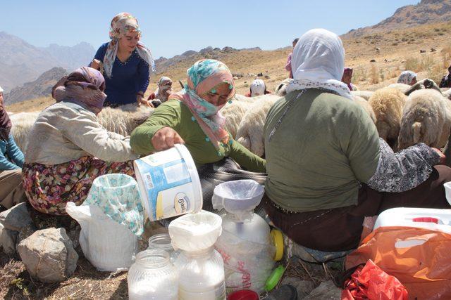 Hakkari'de 3 bin 500 rakımlı yaylada kuzu kırpma şenliği