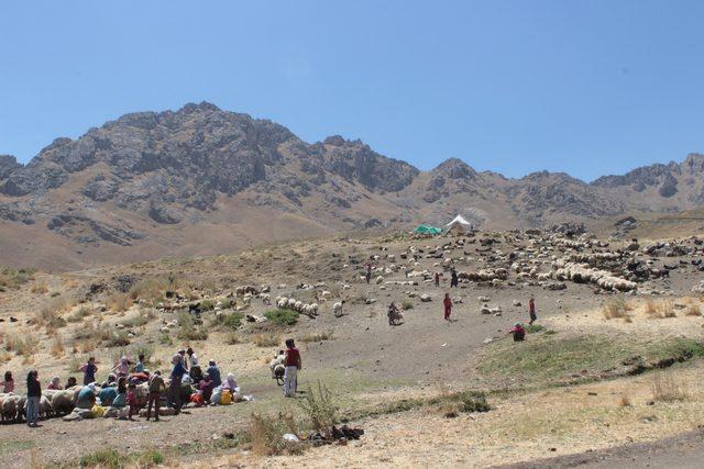 Hakkari'de 3 bin 500 rakımlı yaylada kuzu kırpma şenliği