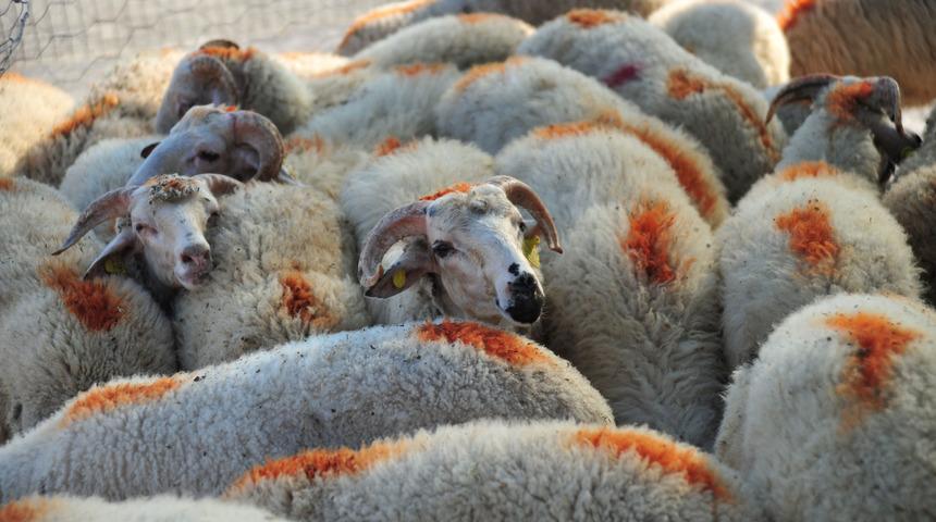 Kurban nasıl kesilir? (Video) Ne zamana, bayramın hangi g&uuml;n&uuml;ne kadar kesilebilir? 