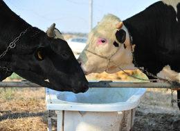 Dövizdeki hareketlilik kurbanlık fiyatlarını etkilemeyecek!