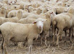 Elde kalan kurbanlıkları Tarım ve Orman Bakanlığı alacak!