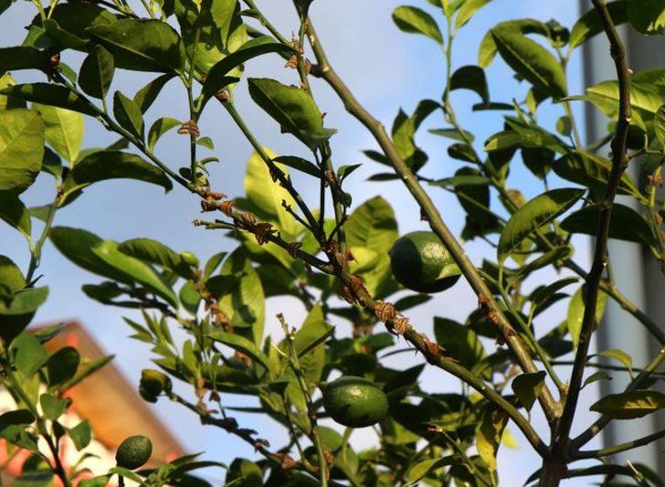 Vampir vatandaşların korkulu rüyası oldu G1