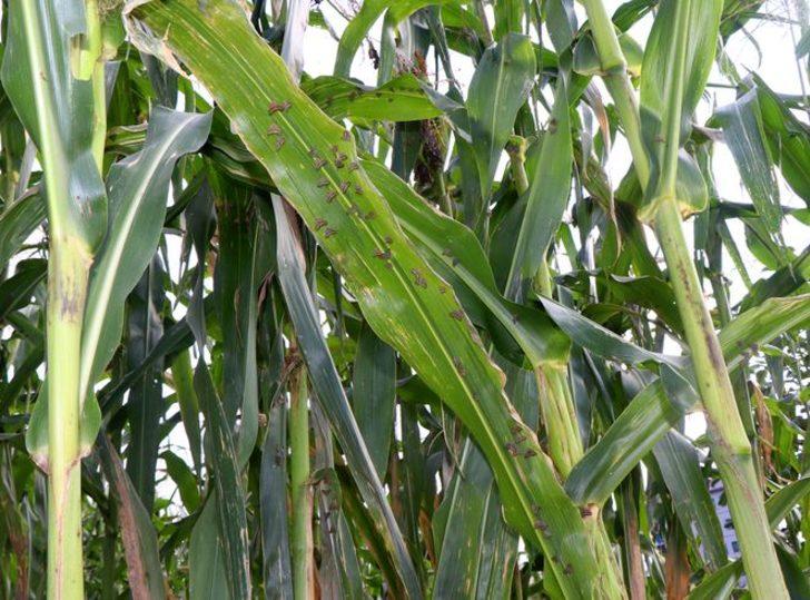 Vampir vatandaşların korkulu rüyası oldu G2