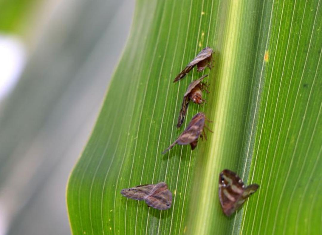 Vampir vatandaşların korkulu r&uuml;yası oldu