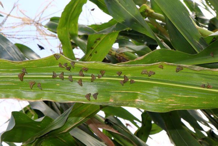 Vampir vatandaşların korkulu rüyası oldu G4