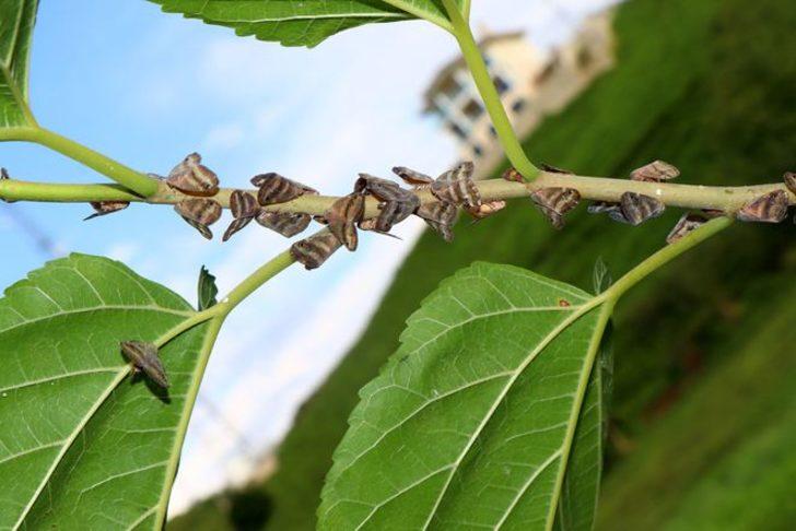 Vampir vatandaşların korkulu rüyası oldu G5