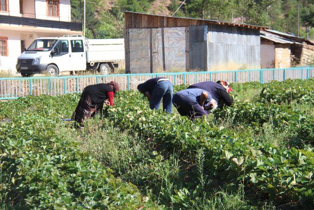 Hibe destekli organik çilek üretti, siparişleri yetiştiremiyor